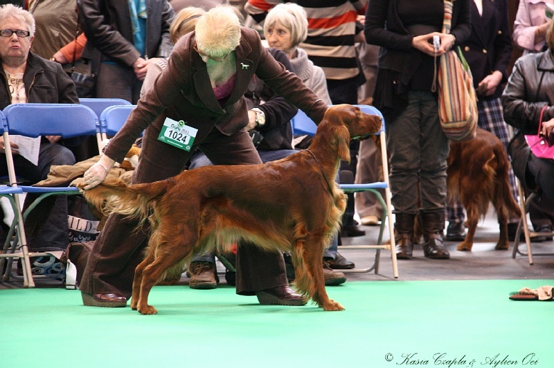 Crufts2011 311.jpg